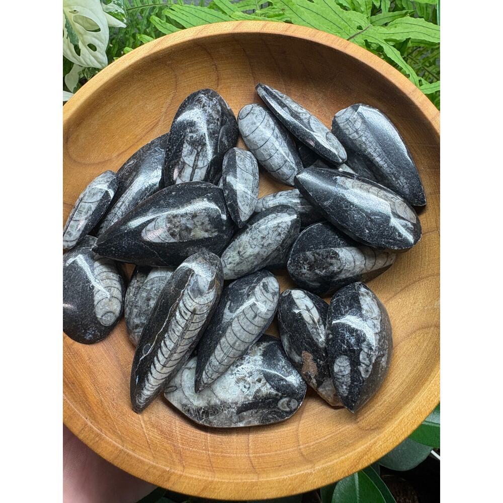 Polished Orthoceras Fossil – Teardrop Shape - Intuitively Chosen Fossil - Picture 3 of 10